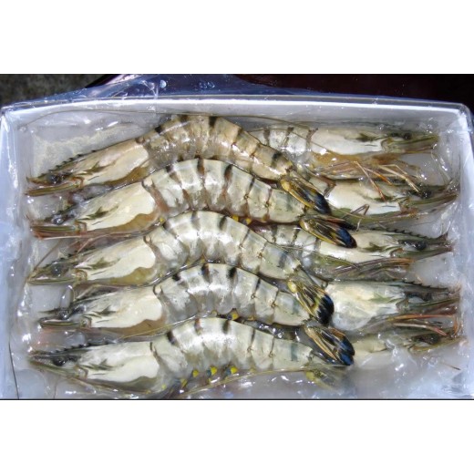 越南中虎蝦1kg (約23只)
