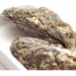  急凍室津生蠔(全殼)12隻,可生食