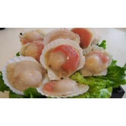 日本半殼帶子500g(約10隻) 日本半殼帶子500g(約10隻)