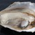 Marennes Oyster TG