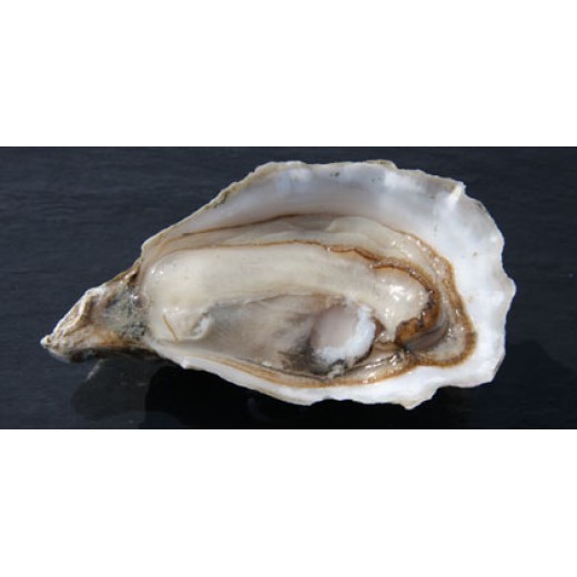 Marennes Oyster TG